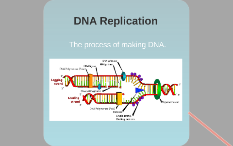 DNA Replication by Grace Conrad on Prezi