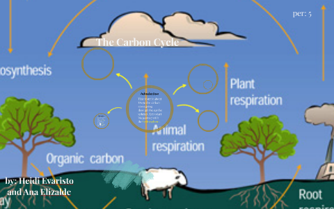 the carbon cycle by ana elizalde on Prezi