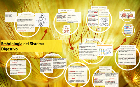 Embriologia del Sistema Digestivo by Jorge Rios