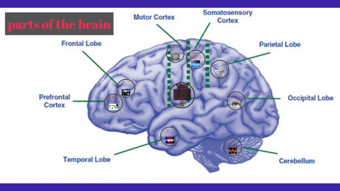parts of the brain by jayden alexander on Prezi