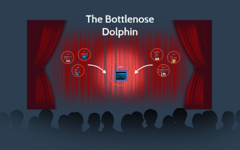 The Bottlenose Dolphin by Kimberly N. on Prezi