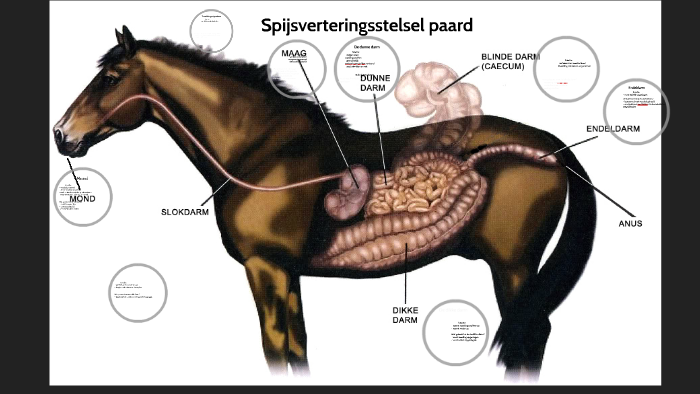 Spijsverteringsstelsel Paard By Robin Kooiman On Prezi