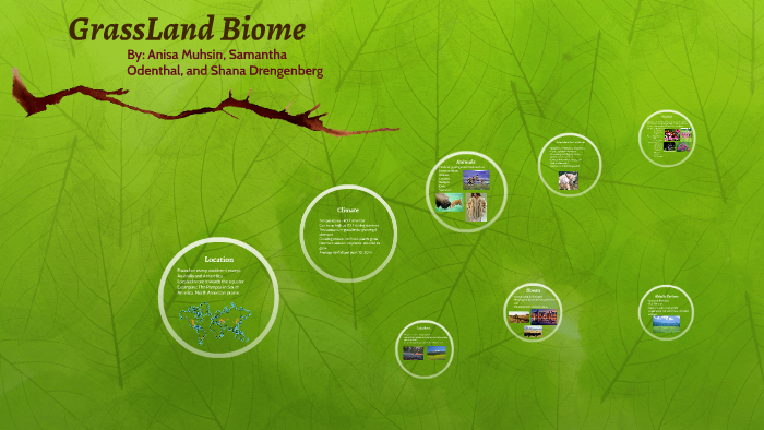 GrassLand Biome by A. M on Prezi