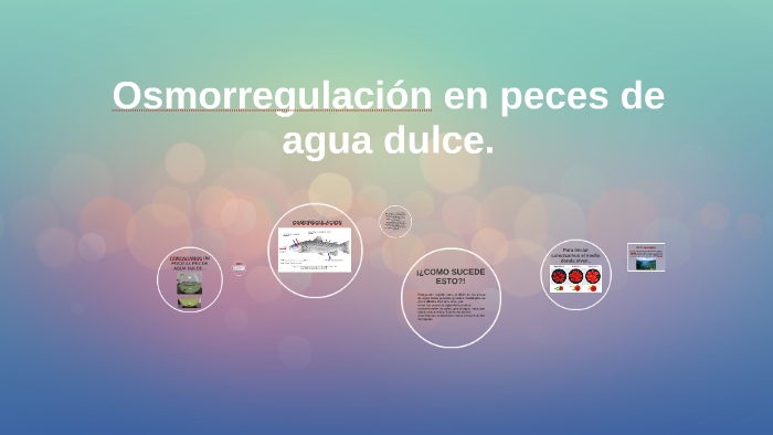 Osmorregulacion En Peces De Agua Dulce By Valentina Paredes Mora
