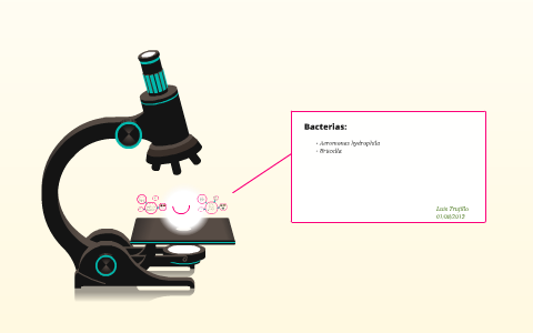 Bacterias: Aeromonas hydrophila y Brucella by Luis Trujillo on Prezi