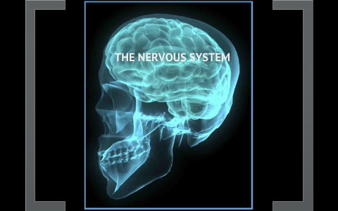 Nervous System by Aaron Rideout on Prezi