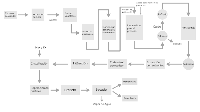 Diagrama de penicilina by Florencia Zavaleta on Prezi