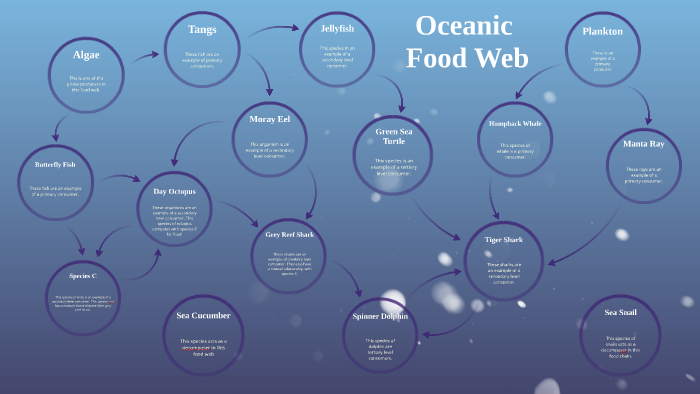 oceanic food web essay assignment