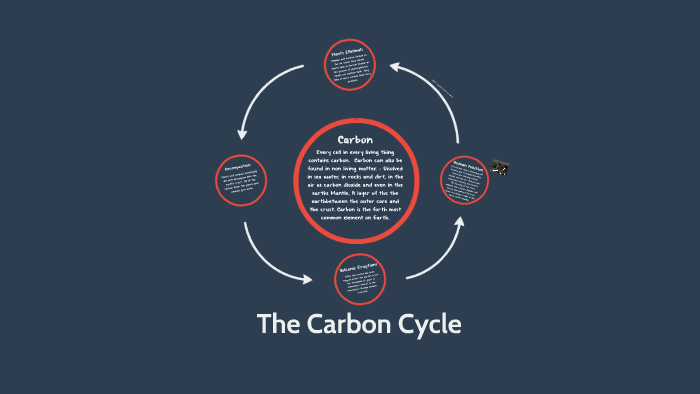 The Carbon Cycle by Audrey W on Prezi