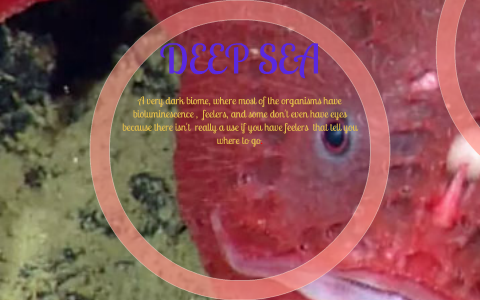 EXPLORING THE DEEP SEA by James Derloshon on Prezi