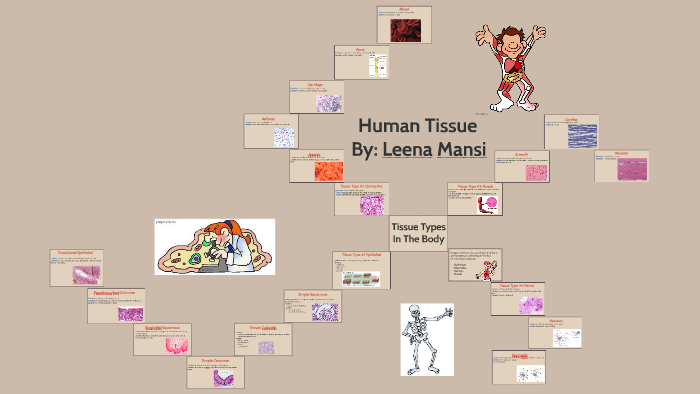 Types of Human Body Tissue by leena Mansi on Prezi