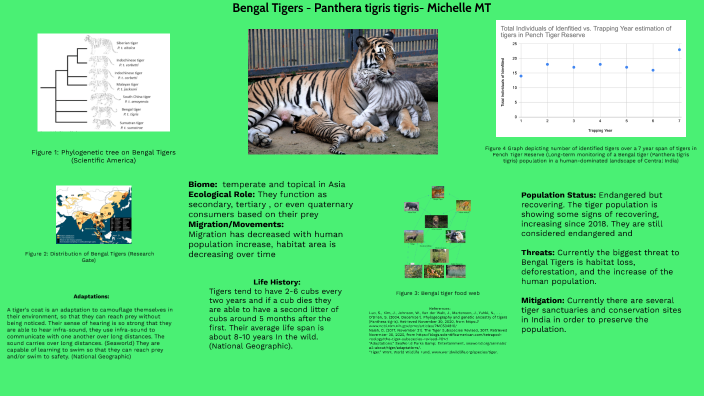 Bengal and Siberian Tiger Facts and Conservation Efforts - Owlcation