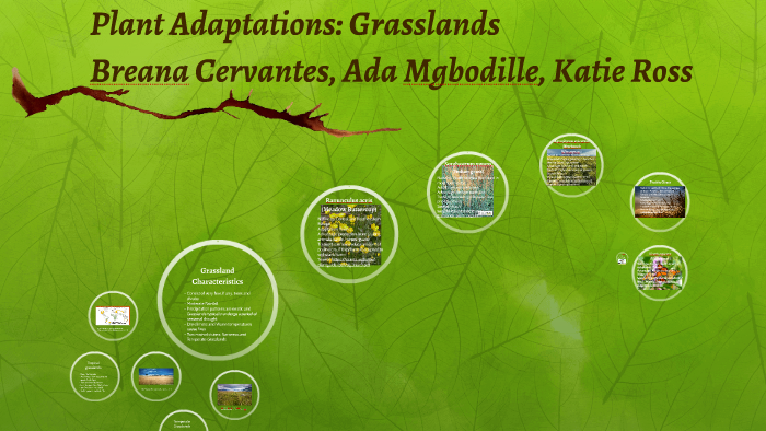 Plant Adaptations: Grasslands by Katie Ross