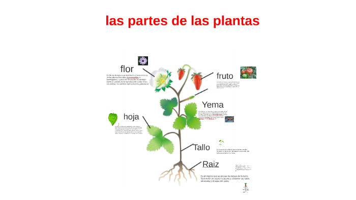 las partes de las plantas by nasly romero on Prezi