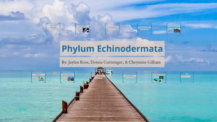 Phylum Echinodermata by Jaylen Ross on Prezi