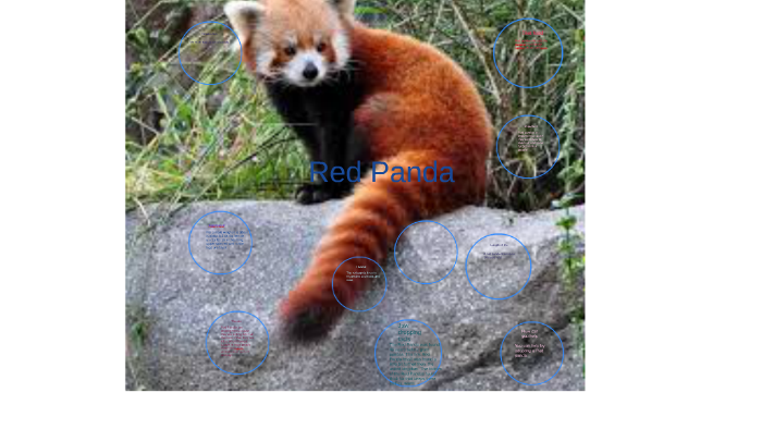 Red Panda By Heather Mcintosh On Prezi