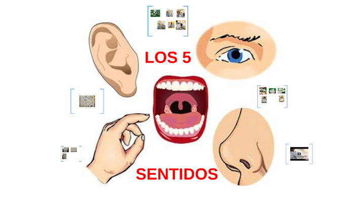 LOS 5 SENTIDOS CON MAPAS MENTALES by Mar on Prezi Next