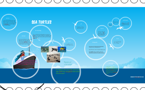 sea turtles by on Prezi