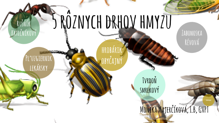 Hmyz by Monika Majerčíková on Prezi