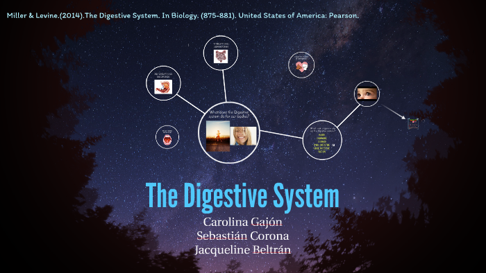 The Digestive System by Jackie b on Prezi