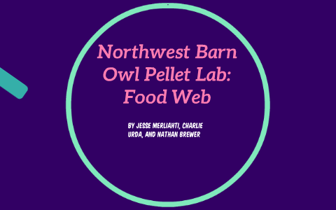 Northwest Barn Owl Pellet Lab Food Web By Nathan Brewer On Prezi