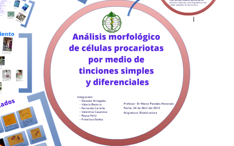 Tincion de celulas eucariotas