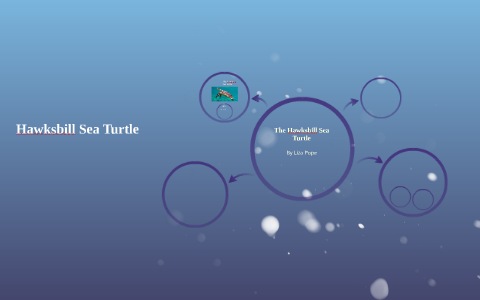 Hawksbill Sea Turtle by Liza pope on Prezi