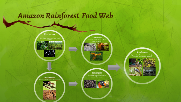 Amazon Rainforest Food Web By Kimberly Cruz