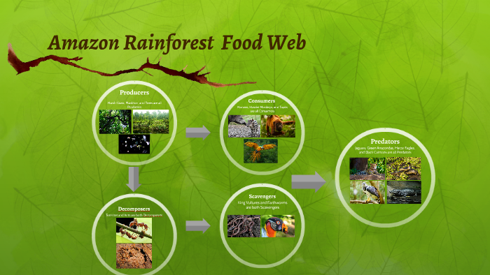 Amazon Rainforest Food Web - vrogue.co