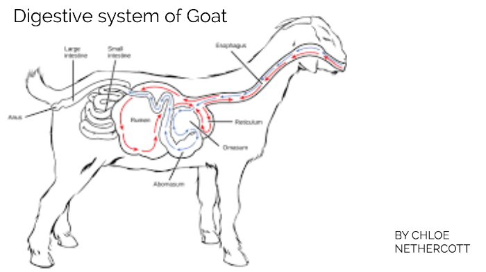Goat digestive system diagram