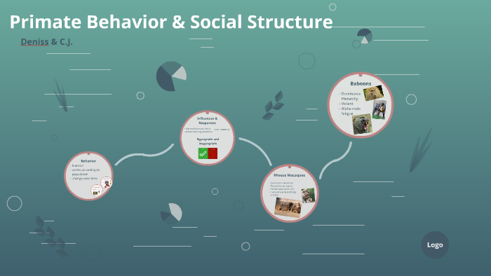 Primate Behavior & Social Structure By Deniss Medina