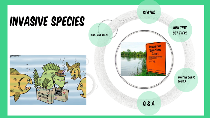 Invasive Species by Hannah Mahar on Prezi