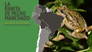 rana infografia by Chula Chulaza on Prezi Design