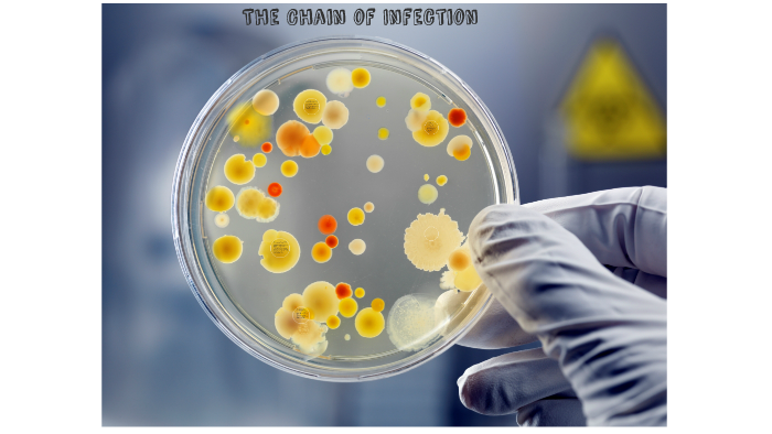 The Chain of infection by on Prezi