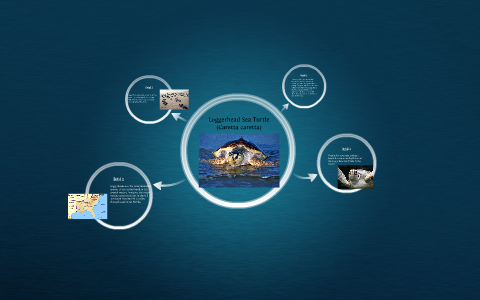 Loggerhead Sea Turtle by Michael Young on Prezi