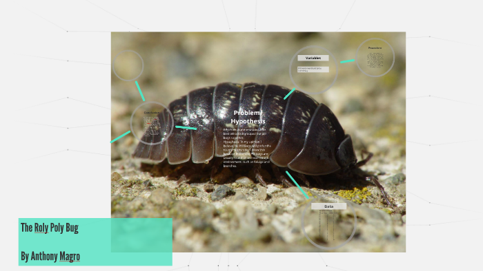 The Roly Poly Bug by Anthony Magro on Prezi