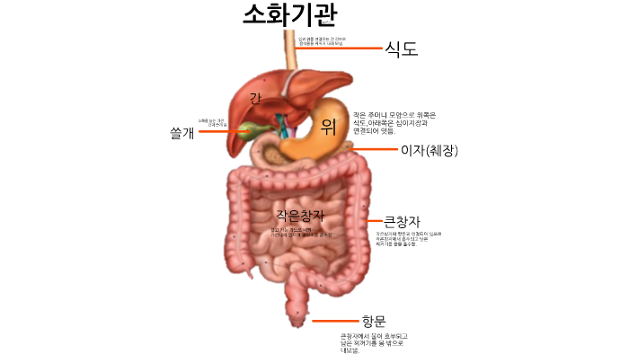 소화기관 by 성구 지 on Prezi