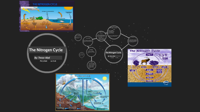 The Nitrogen Cycle by Trevor Ab on Prezi