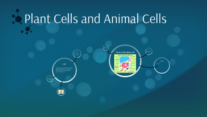Plant Cells vs. Animal Cells by Ava Koch on Prezi
