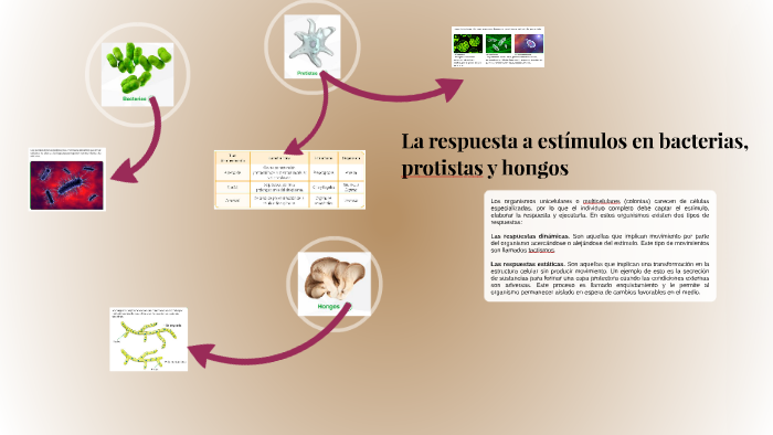 La respuesta a estímulos en bacterias, protistas, hongos y plantas by ...