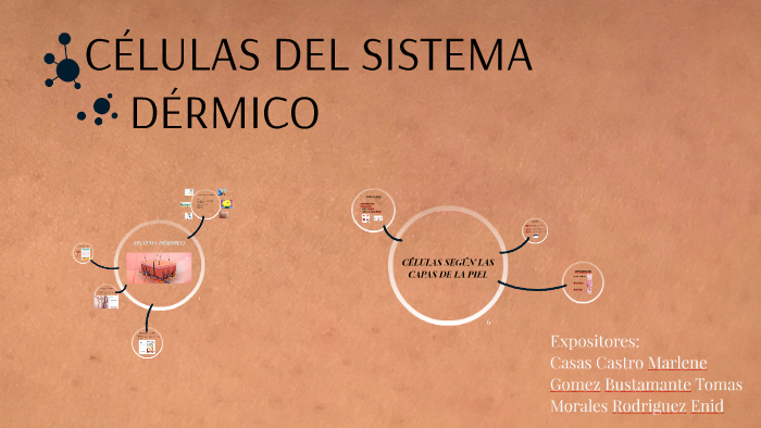 CELULAS DEL SISTEMA DERMICO by marlene casas