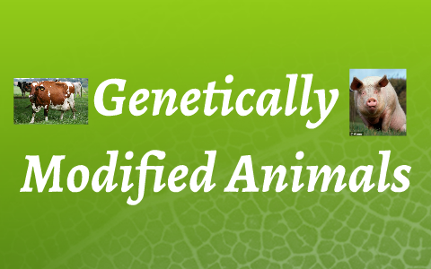 Genetically Modified Animals by Paul Sung