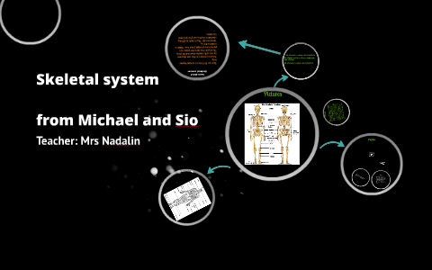 Skeletal system by on Prezi