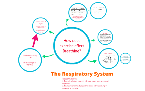 Respiratory System by on Prezi