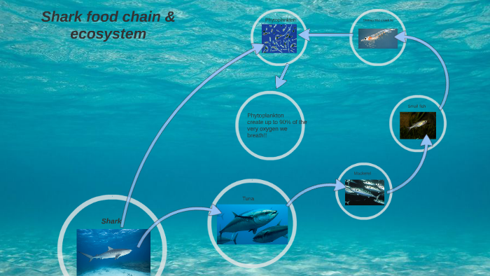 Shark food chain & ecosystem by Varela Alexandre on Prezi