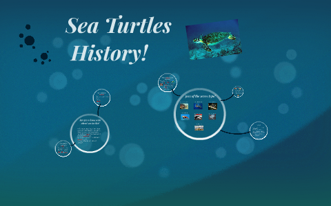 Sea Turtles by Alyssa Grier on Prezi