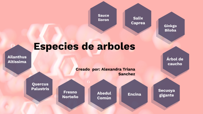 Especies De Arboles By Alexa Triana 4536