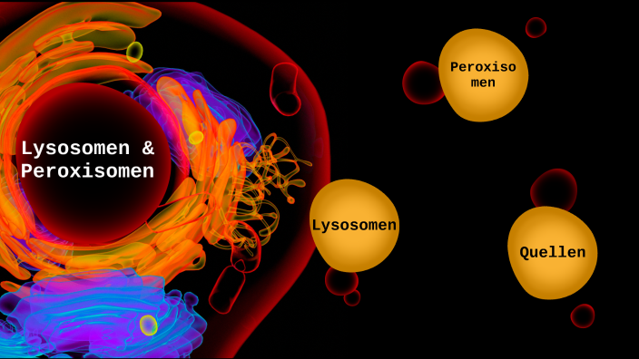 Lysosomen Und Peroxisomen By Lotte H bener On Prezi lysosomen-und-peroxisomen-by-lotte-h-bener-on-prezi