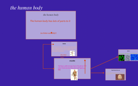 the human body by leah aaron on Prezi