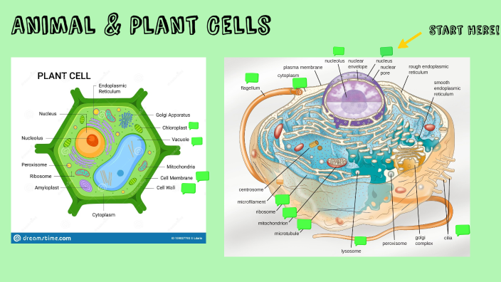 The Prezi Cell By Daniella Serrano The Prezi Cell By Daniella Serrano